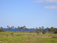 Palms